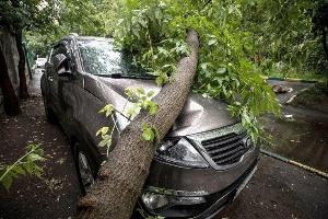 Услуги юриста при падении дерева на автомобиль в Перми Город Пермь
